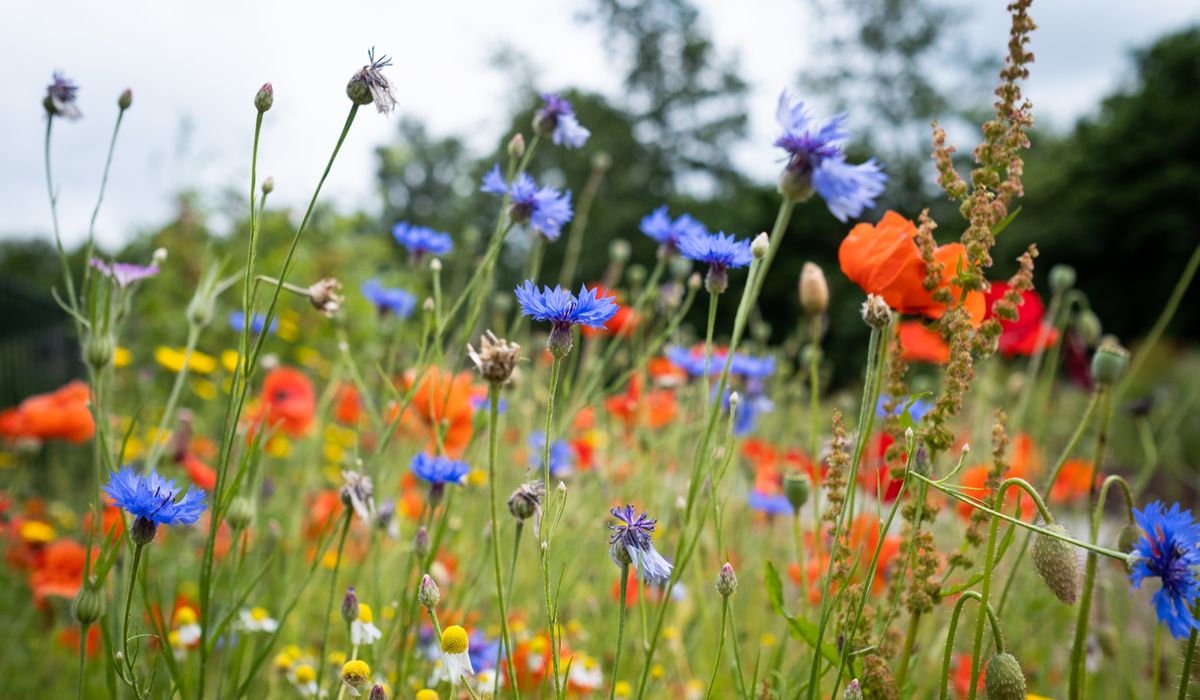 Attracting Bees and Butterflies to a Shady Garden