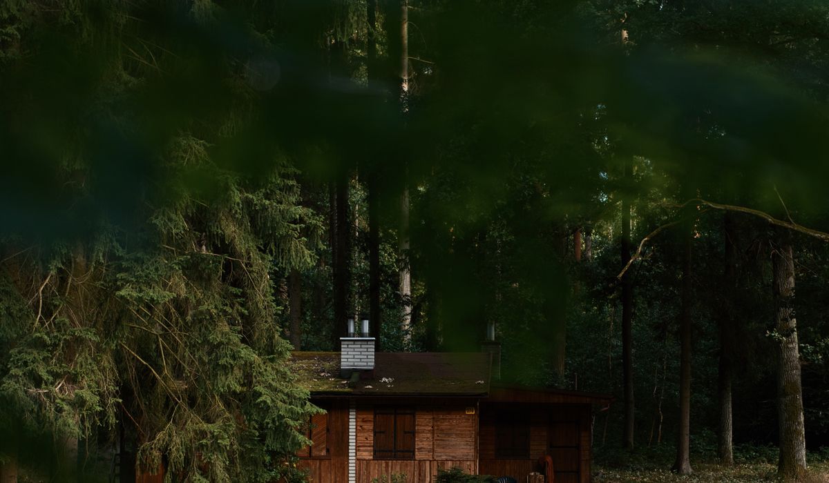 Finding Peace Through Forest Bathing in Ancient Woodland