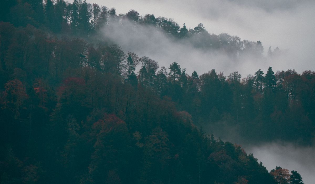 Mindful Photography in Nature Without Missing the Moment